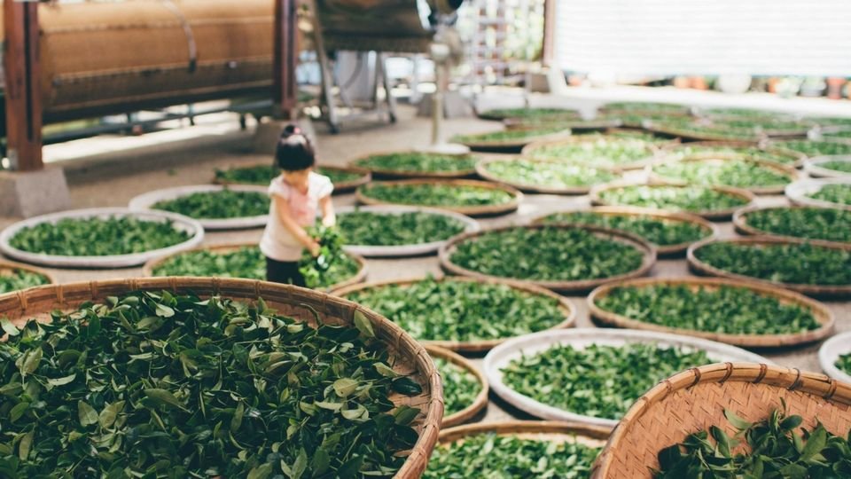 chinese girl sorting tea from unsplash compressor