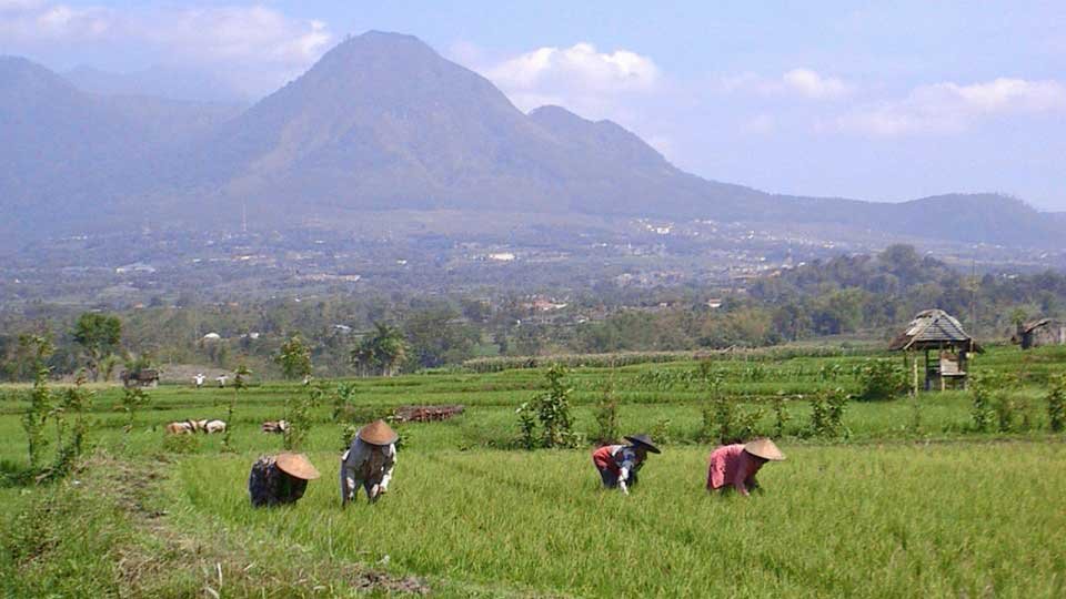 philippines women working in rice paddy for web